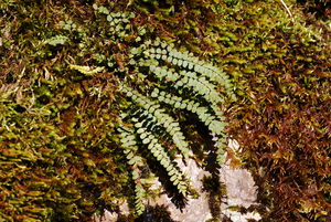 Asplenium trichomanes (L.) - Capillaire des murailles, Doradille polytric.
