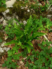 Phyllitis scolopendrium (L.) Newman. - Scolopendre, Scolopendre officinale.