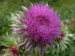 Carduus nutans (L.) - Chardon penché