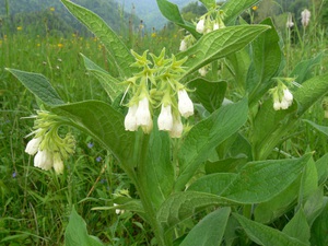 Symphytum officinale (L.) - Consoude officinale, grande consoude.