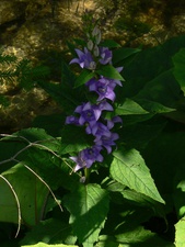 Campanula trachelium (L.) - Campanule gantelée, Campanule à feuilles d'ortie.