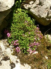 Saponaria ocymoides (L.) - Saponaire de Montpellier, Saponaire des rochers, Saponaire faux basilic, Saponaire rose.