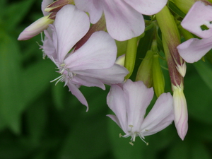 Saponaria officinalis (L.) - Saponaire officinale.