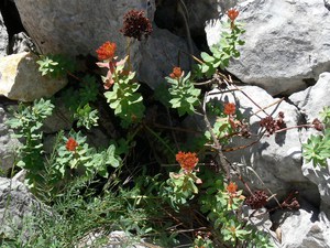 Rhodiola rosea (L.) - Orpin odorant, Orpin rose, Rhodiole rose.