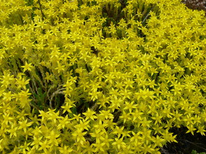 Sedum acre (L.) - Orpin âcre, Poivre de muraille, Vermiculaire.