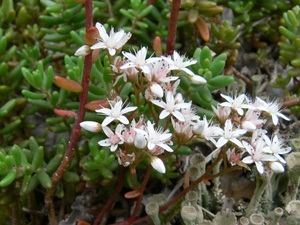 Sedum album (L.) - Orpin blanc.