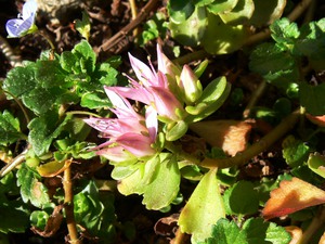 Sedum spurium M.Bieb. - Orpin bâtard.