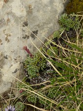 Sempervivum tectorum (L.) - Joubarbe des toits.
