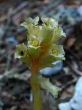 Monotropa hypopitys (L.) - Monotrope sucepin.