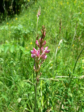 Sainfoin cultivé