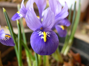 Iris réticulé