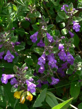 Acinos alpinus (L.) Moench. - Calament des Alpes, Sarriette des Alpes.