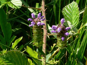 Prunella vulgaris (L.) - Brunelle commune.