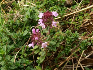 Thymus praecox Opiz - Serpolet couchet, Thym couché, Thym précoce.