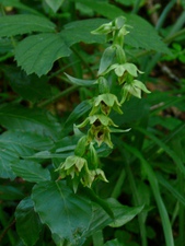 Epipactis muelleri Godfery - Épipactis de Müller.