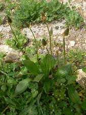Plantin lancéolé