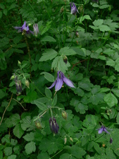 Aquilegia atrata W.D.J.Koch. - Ancolie noirâtre.