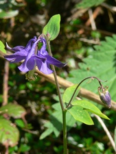 Aquilegia vulgaris (L.) - Ancolie commune.