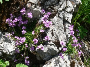 Erinus alpinus (L.) - Mandeline des Alpes, Érine des Alpes.