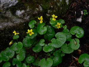 Viola biflora (L.) - Violette jaune, violette à deux fleurs, pensée à deux fleurs.