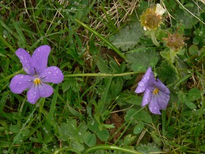 Viola calcarata (L.) - Pensée des Alpes, Pensée éperonnée .