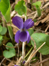 Viola odorata (L.) - Violette odorante.
