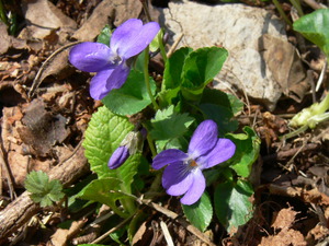 Viola reichenbachiana Jord. ex Boreau - Violette de Reichenbach, Violette des bois.