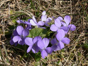 Viola suavis M.Bieb. - Violette suave.