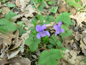 Violette de Rivin