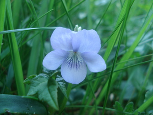 Violette des marais