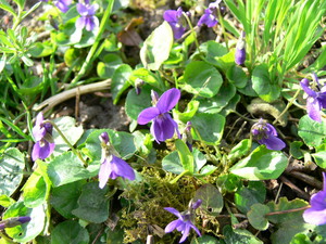 Violette des montagnes