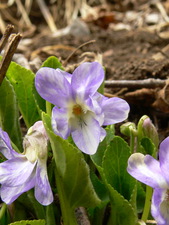Violette étonnante
